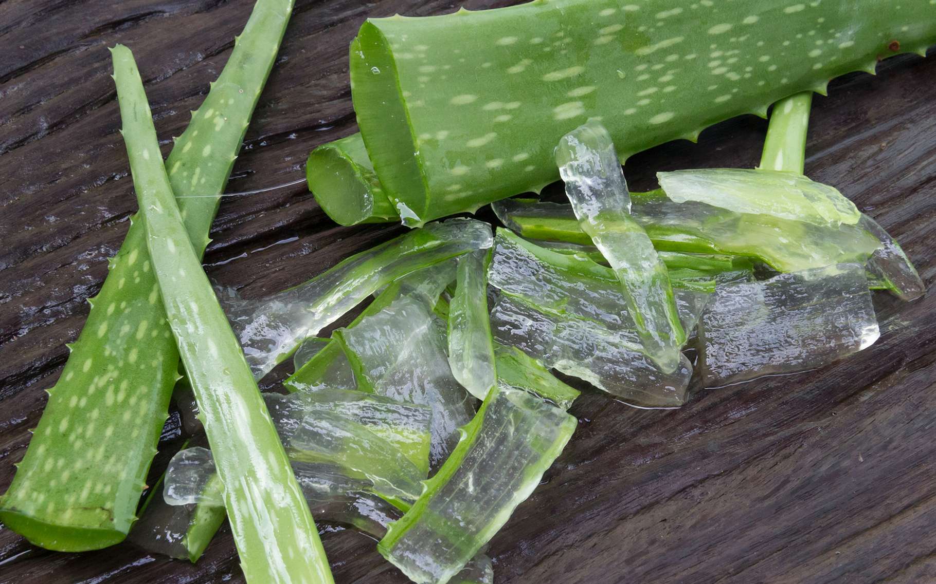 9d8cca6990 99654 aloe aloes